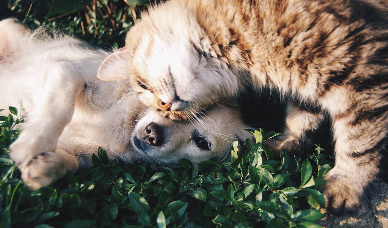 A Importância do Cobre para Cães e Gatos: Nutrição Responsável para Pets