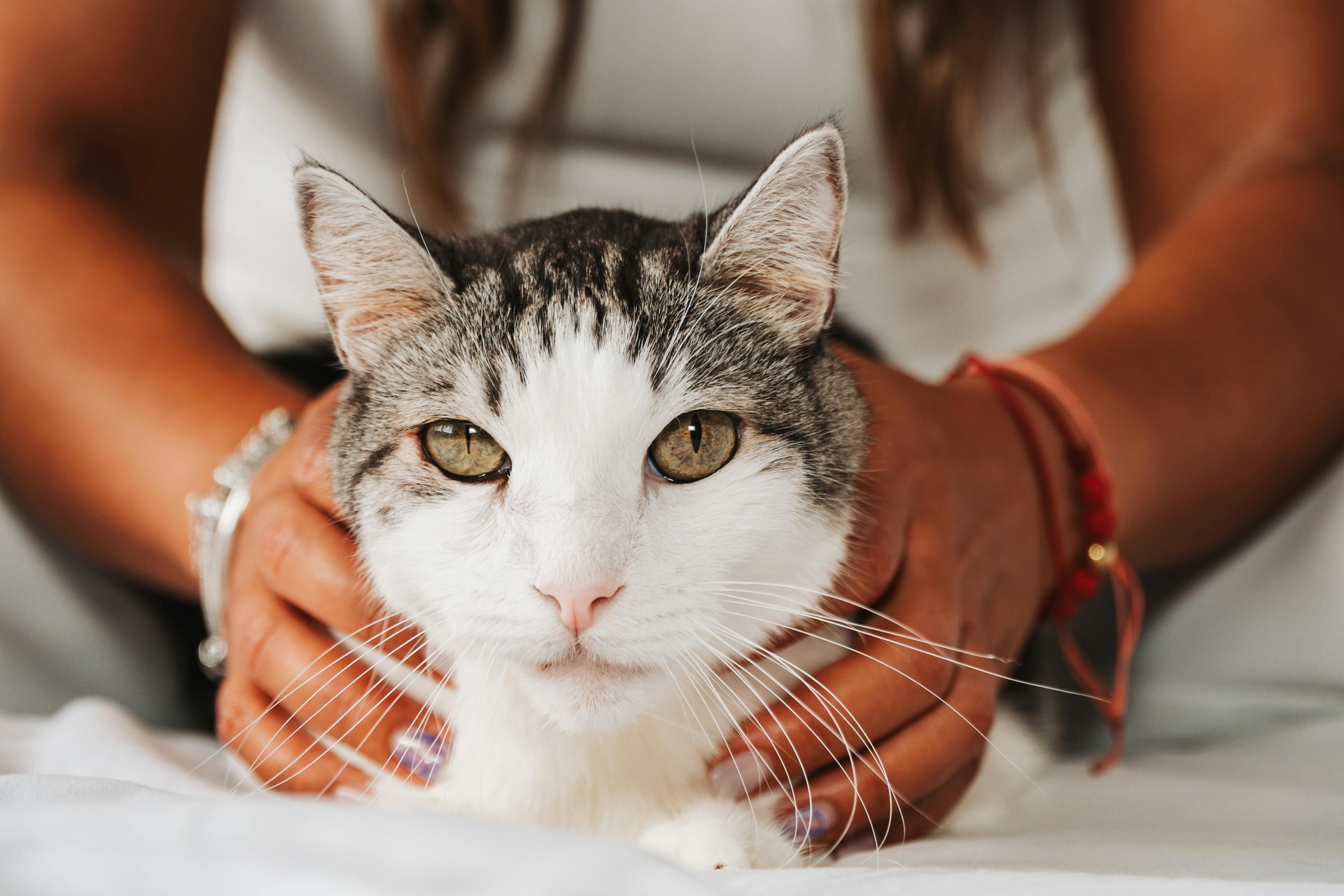 Reiki para Pets: Seu Animal Também Merece Cuidado Energético