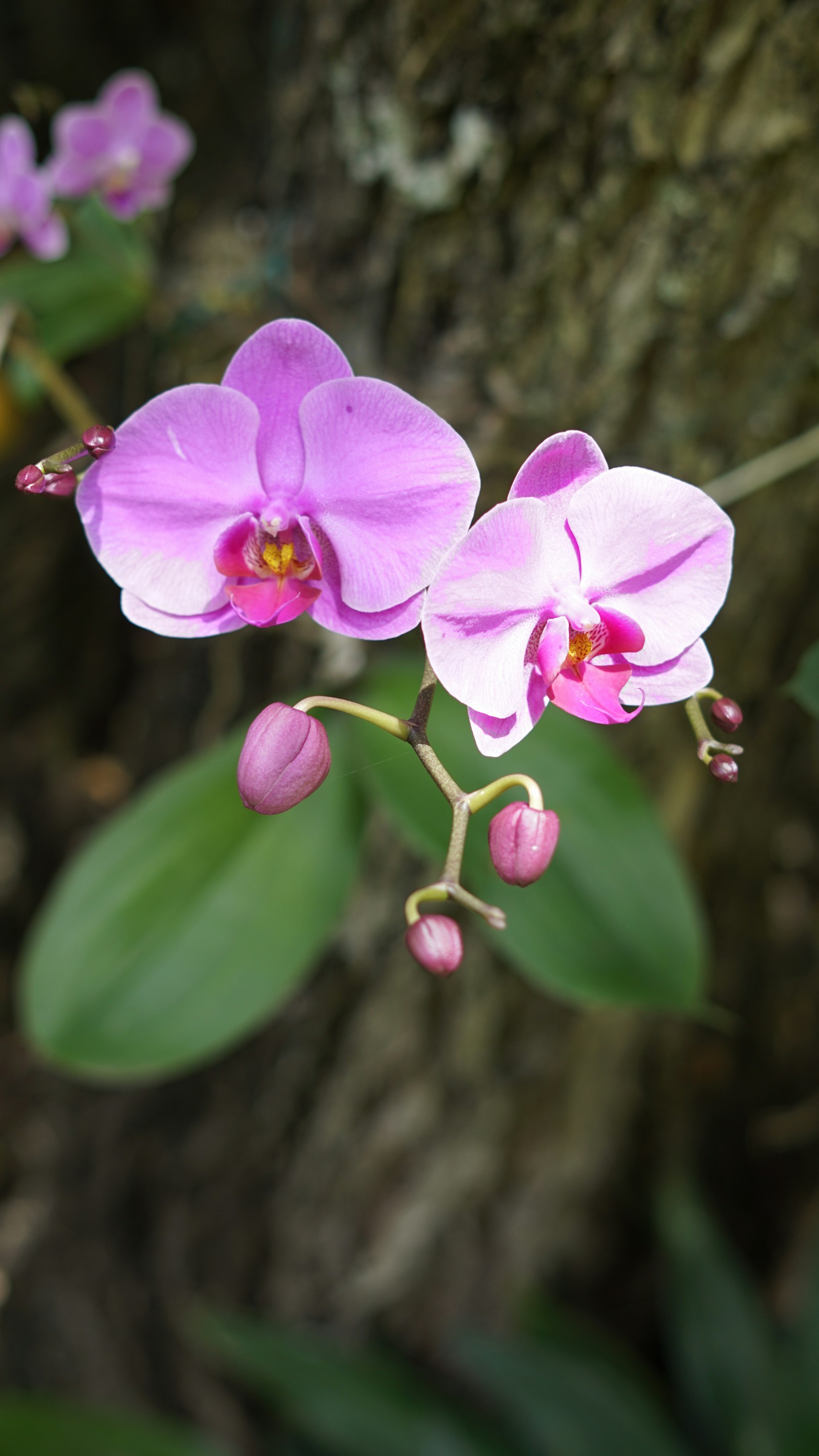 Floral de Minas